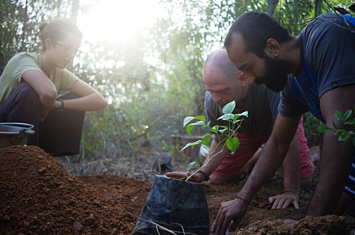 People planting plant as a volunteer to support green cause